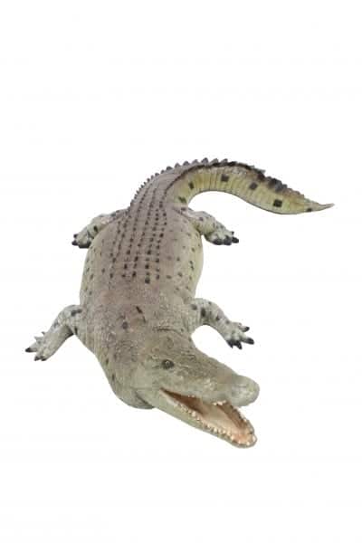 Life-size Crocodile