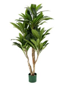 Leafy Green Plant (Plumeria) - Large | EPH Creative - Event Prop Hire