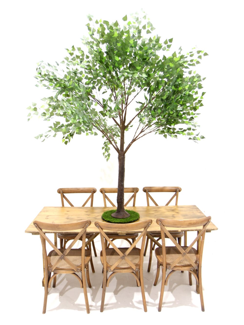 Birch Table Top Tree | Event Prop Hire