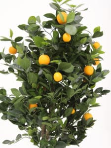 Orange Tree in Terracotta Pot - Medium | EPH Creative - Event Prop Hire