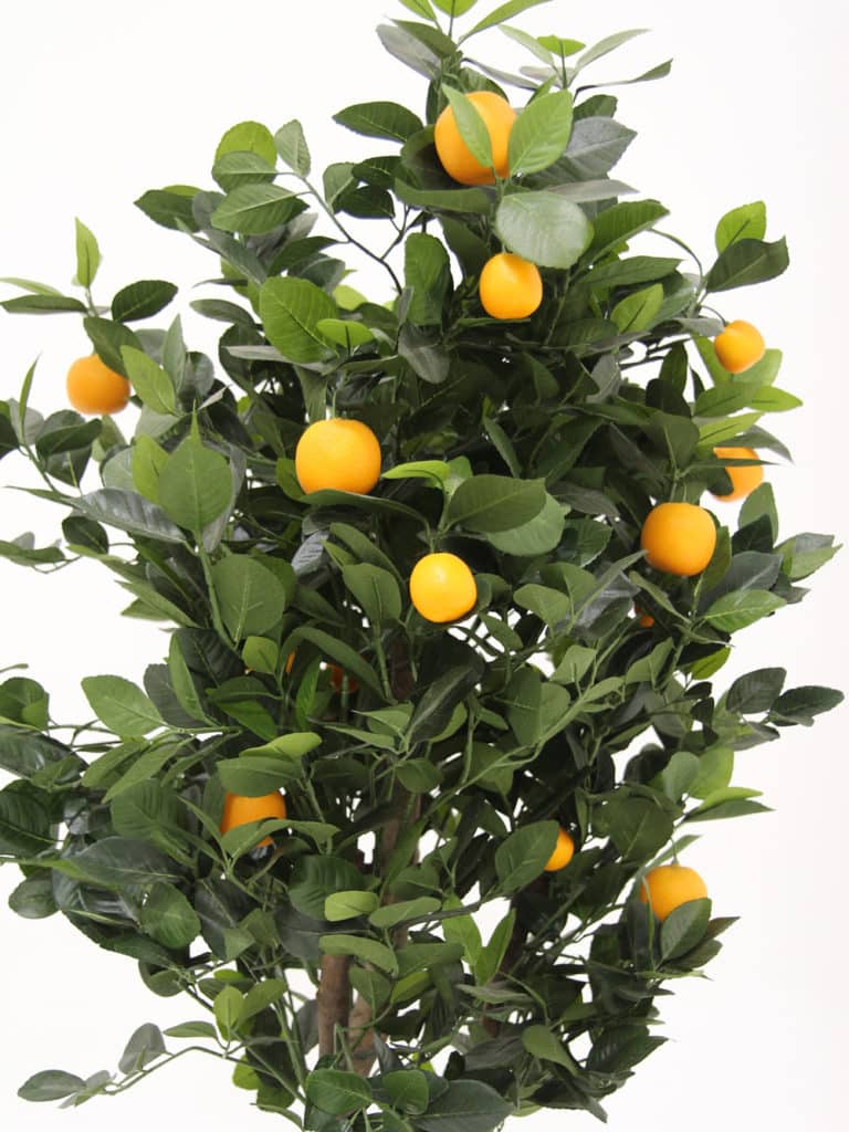 Orange Tree In Terracotta Pot - Medium 