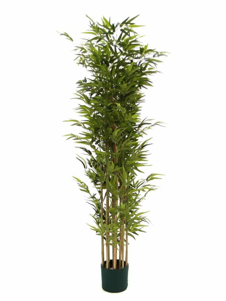 Deluxe Bamboo Plant - Large | EPH Creative - Event Prop Hire