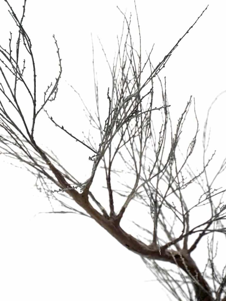 SN14828 _Canopy Tree (3m) - Black Sprig_event_prop_hire_EPH_Creative_019 copy _optimised