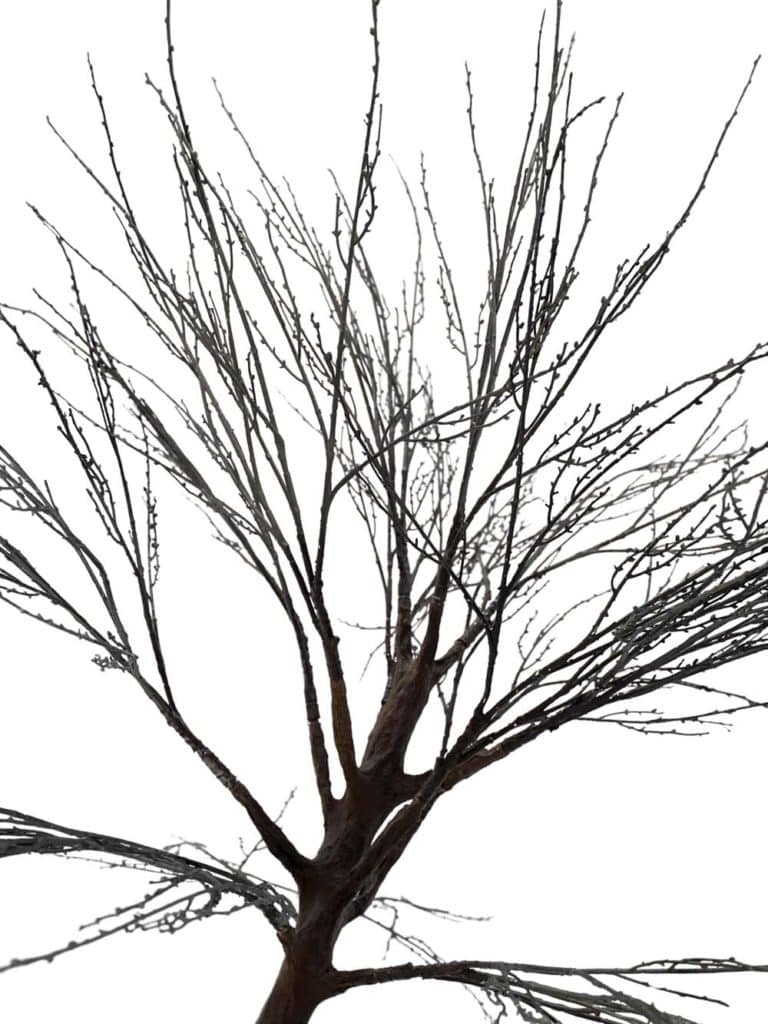 SN14830 _Medium Trunk Tree (2.5m) - Black Sprig_event_prop_hire_EPH_Creative_041 copy _optimised